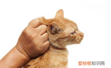 为什么提猫的后颈会惨叫 ，为什么提猫咪的后脖子会很听话？