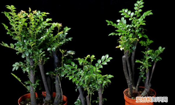 小叶紫檀怎么养殖，小叶紫檀绿植怎么养殖方法