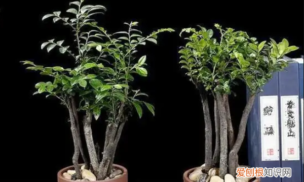 小叶紫檀怎么养殖，小叶紫檀绿植怎么养殖方法