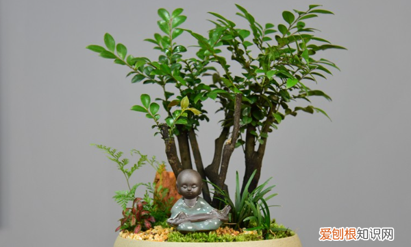 小叶紫檀怎么养殖，小叶紫檀绿植怎么养殖方法