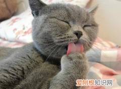 猫为什么要舔爪子和身体? ，小猫为什么要舔爪子？