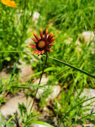菊花上盆的技术要点有哪些，刚上盆的菊花怎么服盆，服盆的表现是什么？