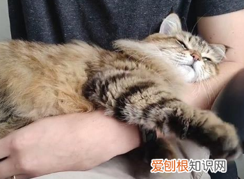 为什么猫咪每天都要睡在主人边上呢 ，为什么猫咪每天都要睡在主人边上睡觉？