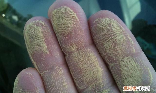 去除衣服上花粉的 7 个步骤是什么