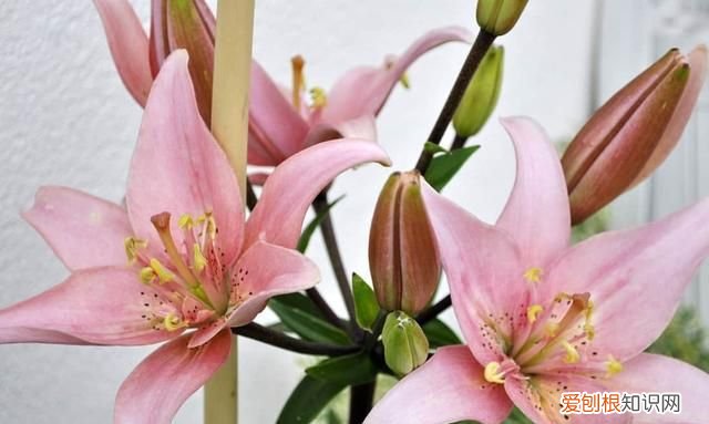 去除衣服上花粉的 7 个步骤是什么