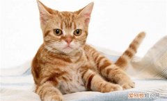 陌生猫咪主动靠近你什么预兆 ，陌生猫咪靠近我的原因？