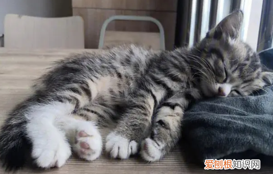 猫为什么睡觉喜欢直直的 ,猫猫睡觉头一直抬着?