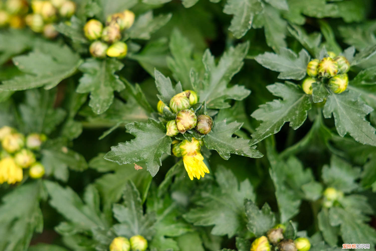 菊花可以每年开花吗为什么，菊花只能活一年吗，菊花一年开花几次？