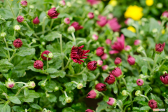 菊花可以每年开花吗为什么，菊花只能活一年吗，菊花一年开花几次？