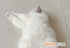 猫咪肚子为什么很扁平呢 ，猫咪肚子为什么很扁平很圆？