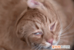 猫咪总甩头怎么回事视频 ，猫咪老是甩头怎么回事？