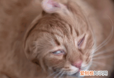 猫咪总甩头怎么回事视频 ，猫咪老是甩头怎么回事？