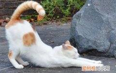 为什么猫咪屁股一坨很大的屎 ，为什么猫咪屁股是黑色的？