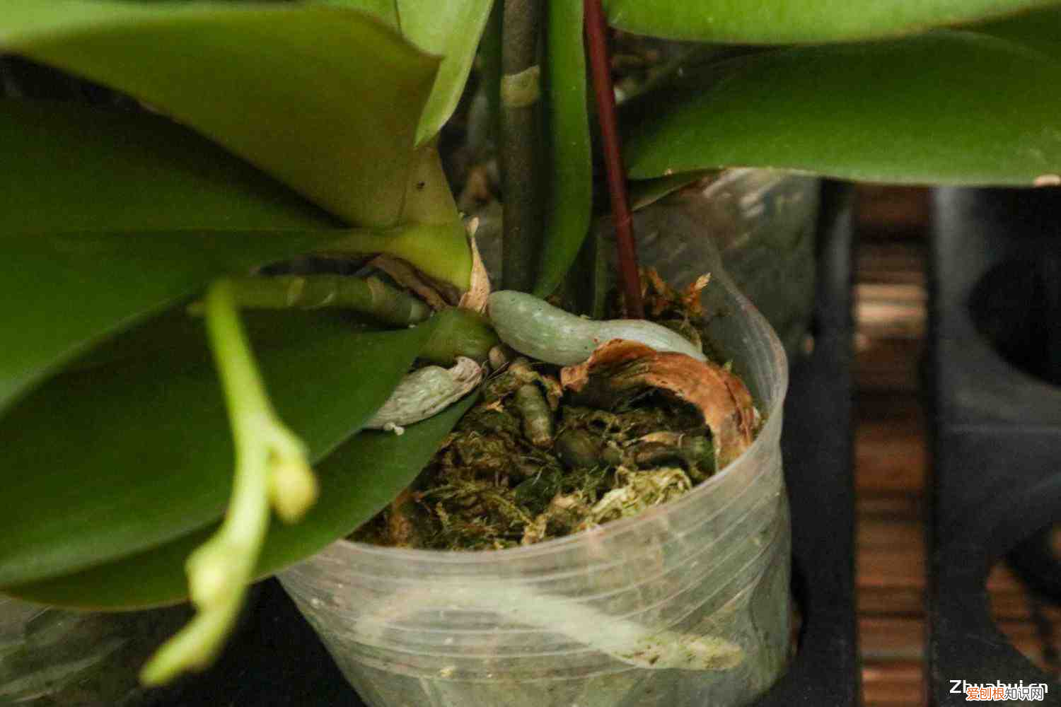 新买的蝴蝶兰怎么养活，新买的蝴蝶兰怎么养？