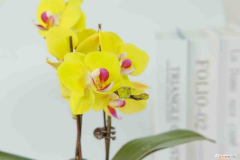 新买的蝴蝶兰怎么养活，新买的蝴蝶兰怎么养？