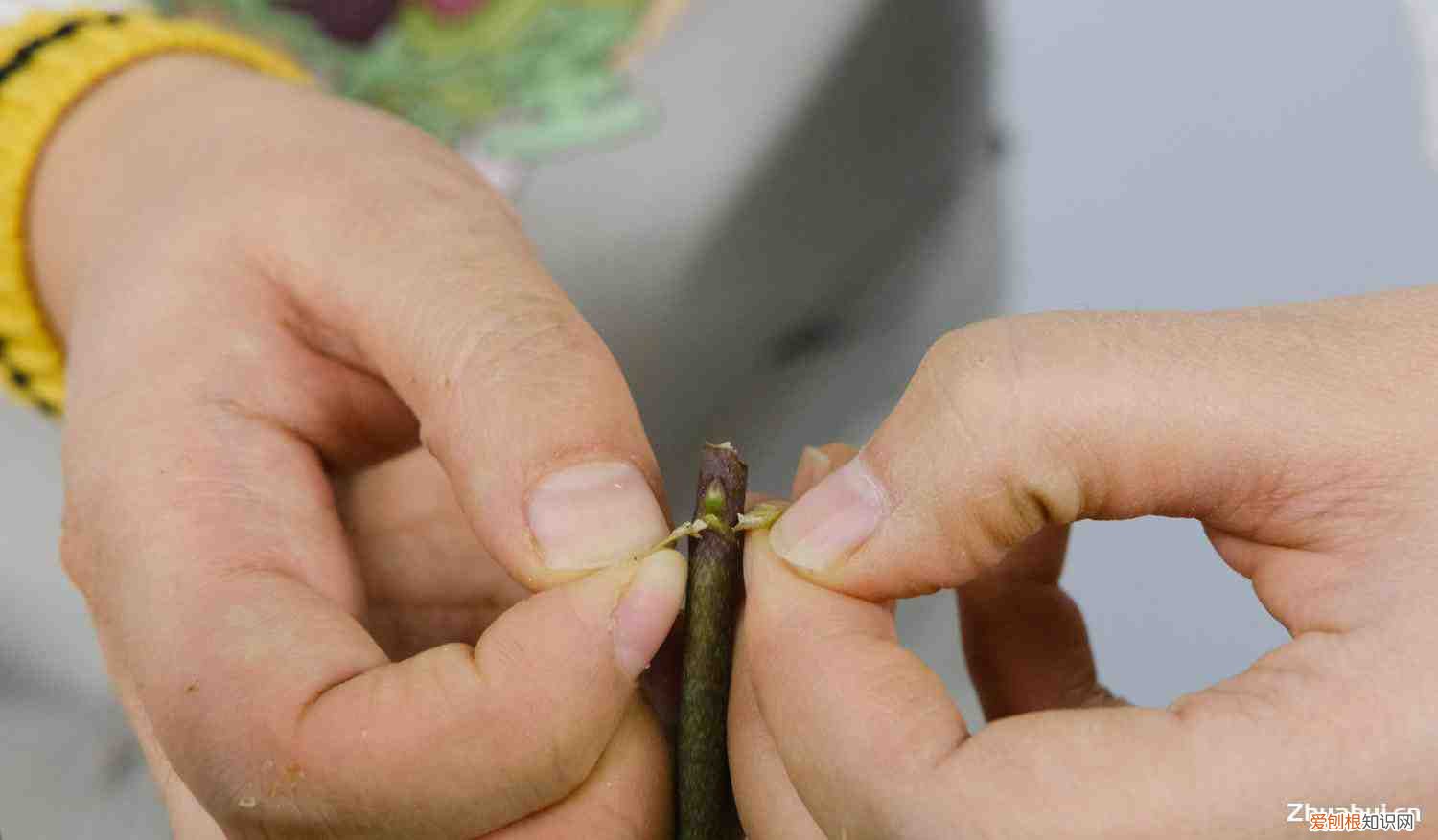 新买的蝴蝶兰怎么养活，新买的蝴蝶兰怎么养？