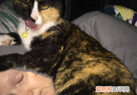 猫咪为什么会踩你脸上呢图片 ，猫为什么踩我的脸？