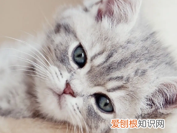 猫猫心情低落怎么办 ,猫咪心情郁闷?