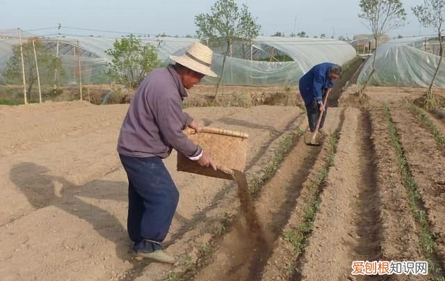 粪肥的主要成分 ，粪肥种类？