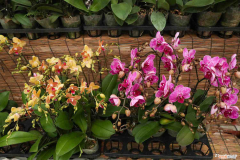 蝴蝶兰花百度百科，蝴蝶兰价格，蝴蝶兰图片？