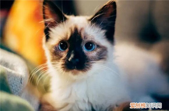 猫咪扒拉床单 ,猫咪为什么一直扒拉着猫砂?