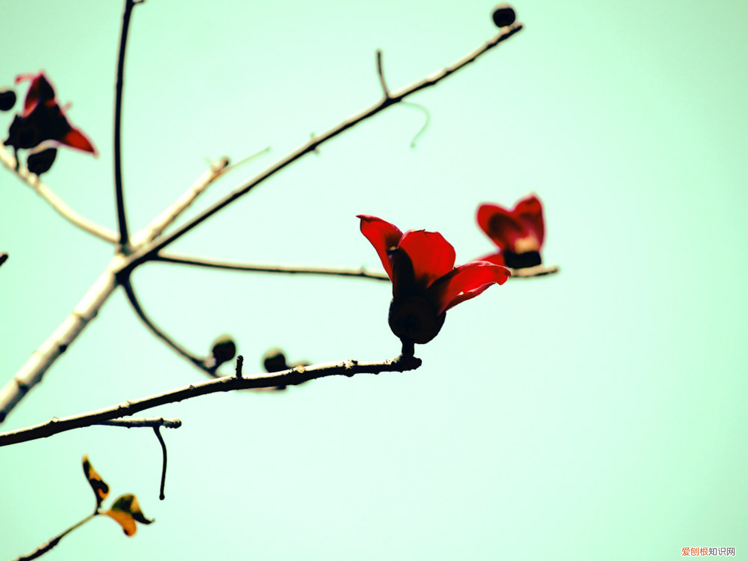 木棉花什么意思?,木棉是什么,木棉花图片?