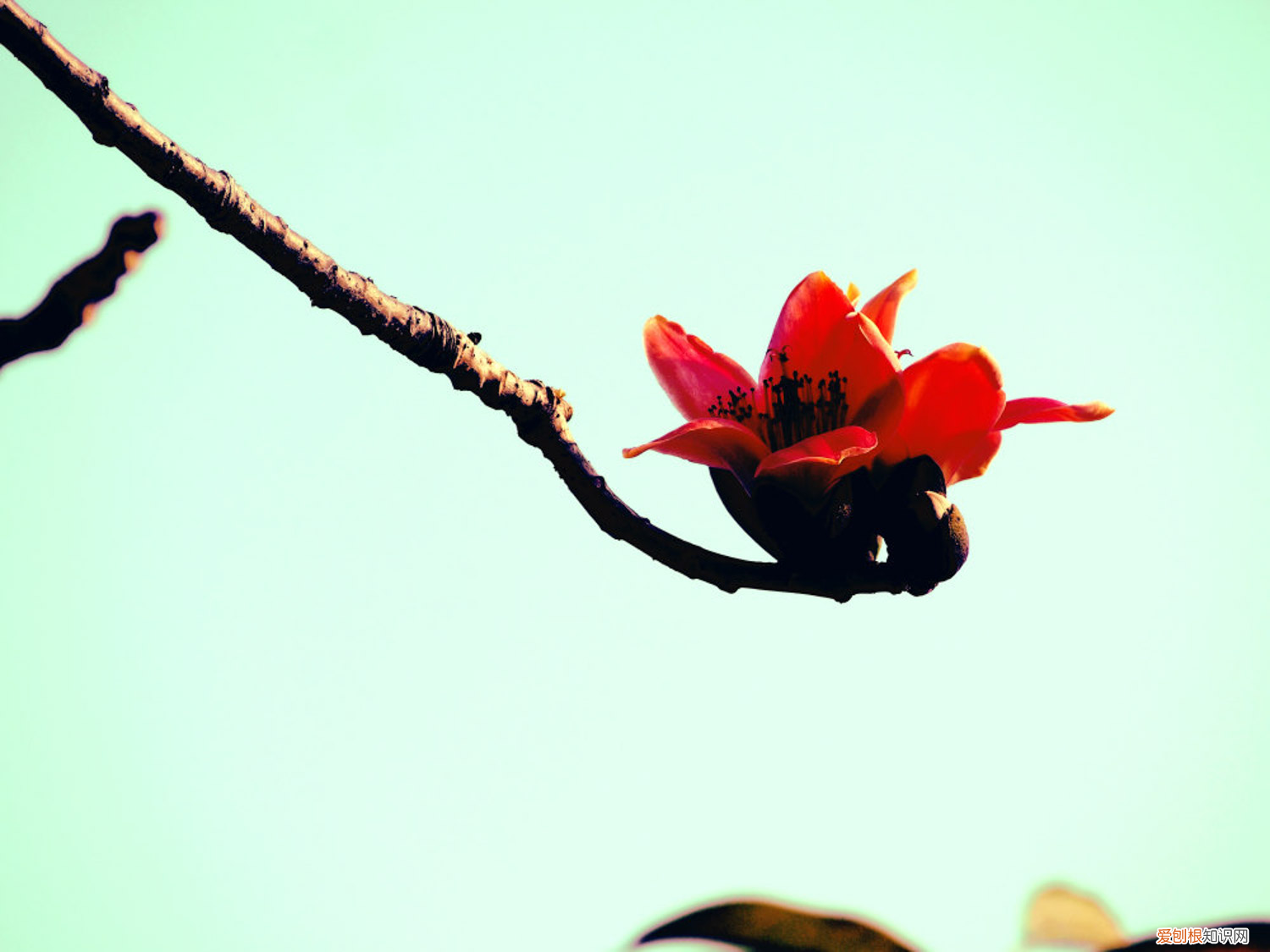 木棉花什么意思?,木棉是什么,木棉花图片?