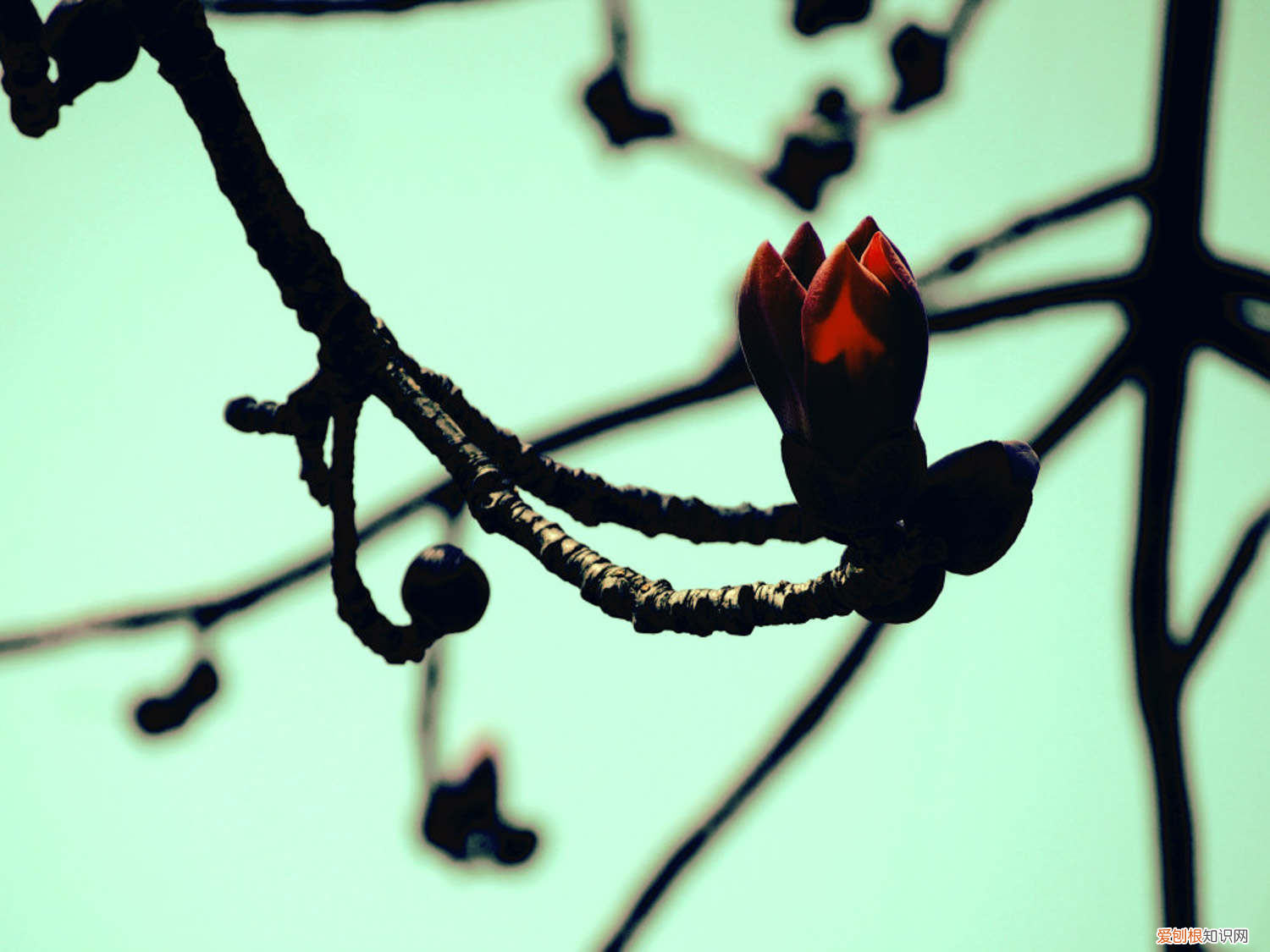 木棉花什么意思?,木棉是什么,木棉花图片?