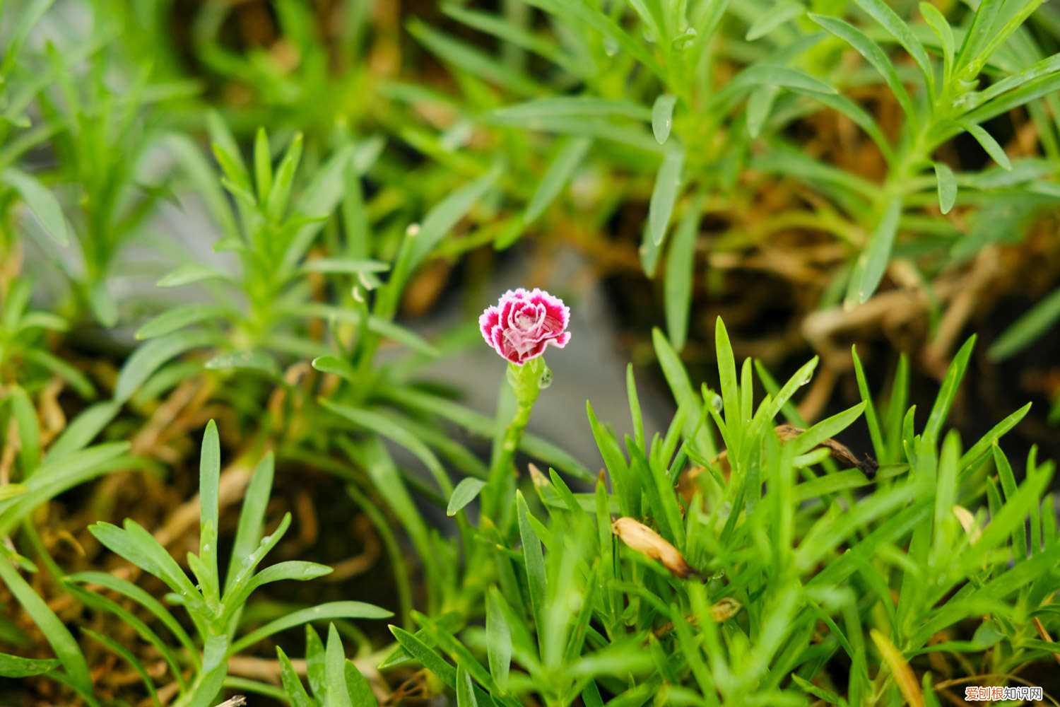 十种招鬼的花附图,康乃馨有什么颜色?