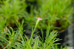 十种招鬼的花附图，康乃馨有什么颜色？