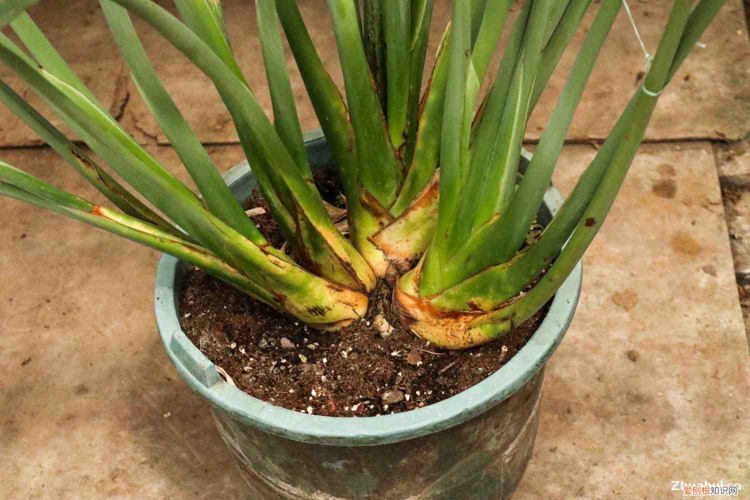 兰花喜不喜欢阳光，兰花对阳光有什么要求？