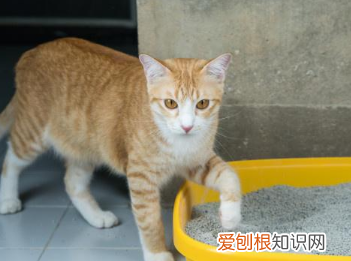 猫咪拉沙子是怎么回事啊图片 ,猫咪拉稀猫砂形状不一样?