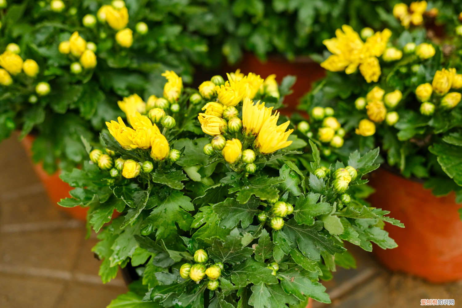 菊花什么时间栽培，菊花何时上盆，怎么顺利上盆？