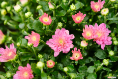 菊花什么时间栽培，菊花何时上盆，怎么顺利上盆？