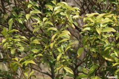 桂花室内能养活吗，桂花在室内可以养吗，有没有毒？