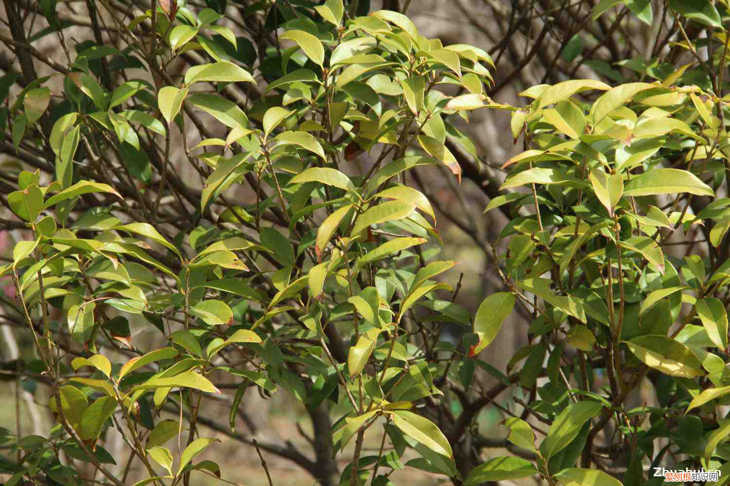 桂花室内能养活吗，桂花在室内可以养吗，有没有毒？