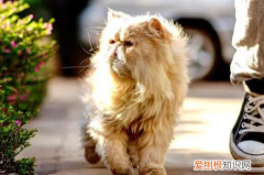 猫会自己出走吗视频 ，猫会自己离家出走吗？