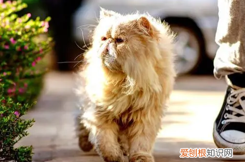 猫会自己出走吗视频 ,猫会自己离家出走吗?