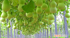 葫芦是几月份种的，葫芦什么时候种最好