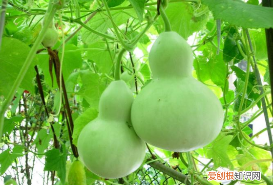 葫芦是几月份种的，葫芦什么时候种最好