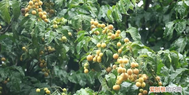 黄皮的多种吃法有哪些