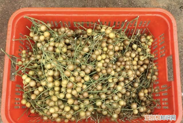 黄皮的多种吃法有哪些