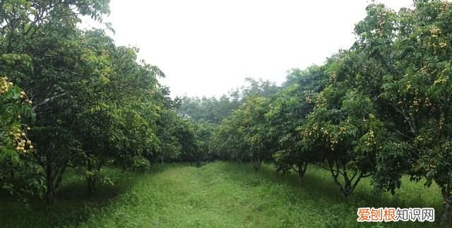 黄皮的多种吃法有哪些