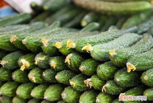 减脂期间吃黄瓜可以，减肥期间什么都不吃 天天吃黄瓜可以吗