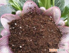 猫屎可以当肥料，猫屎可以做肥料养花吗