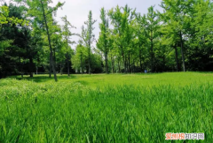 葱葱郁郁是什么意思，树木葱葱郁郁是什么意思