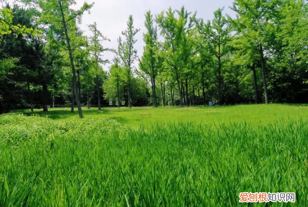 葱葱郁郁是什么意思,树木葱葱郁郁是什么意思