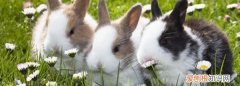 兔子的尿很黄很浑浊正常，兔子尿液发黄很浑浊怎么办