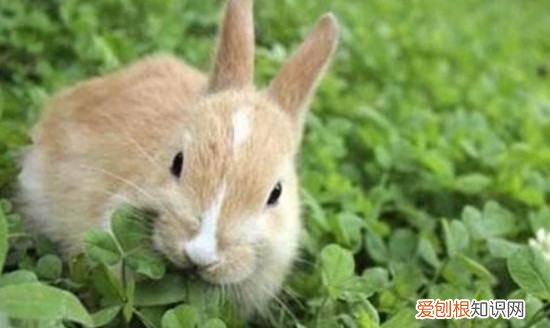 兔子的尿很黄很浑浊正常，兔子尿液发黄很浑浊怎么办