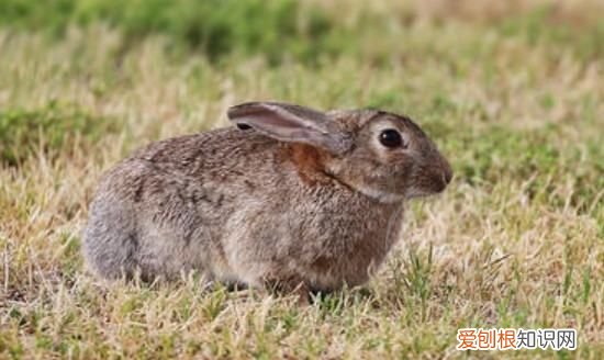 兔子的尿很黄很浑浊正常，兔子尿液发黄很浑浊怎么办